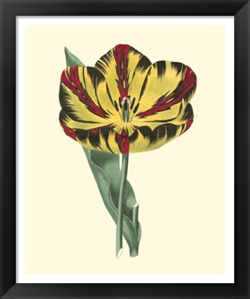 Framed Antique Tulip I Print