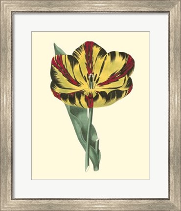 Framed Antique Tulip I Print
