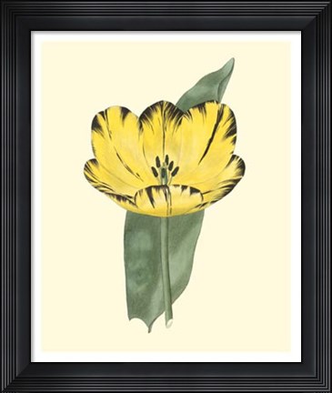 Framed Antique Tulip II Print
