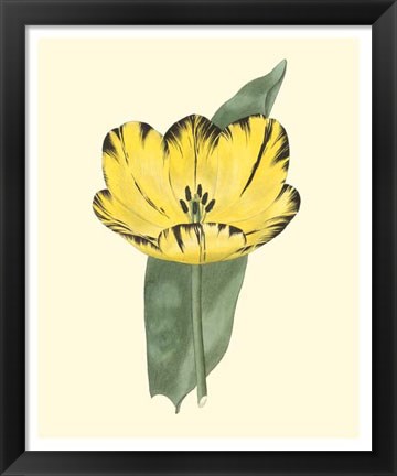 Framed Antique Tulip II Print