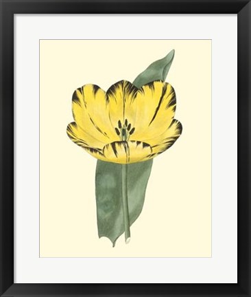 Framed Antique Tulip II Print
