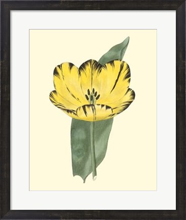 Framed Antique Tulip II Print