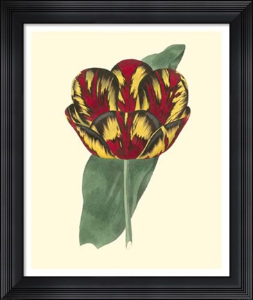 Framed Antique Tulip III Print