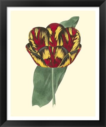 Framed Antique Tulip III Print