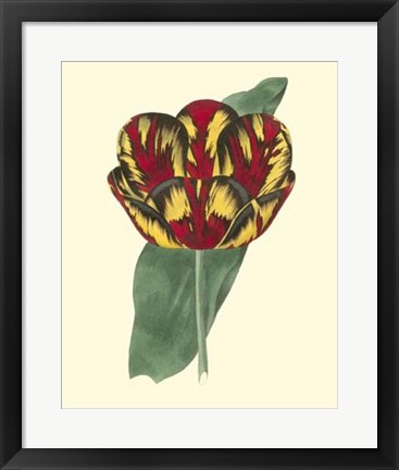 Framed Antique Tulip III Print