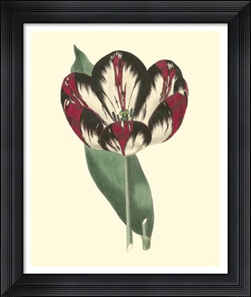 Framed Antique Tulip IV Print