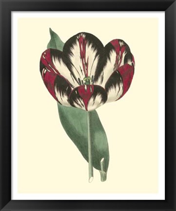 Framed Antique Tulip IV Print
