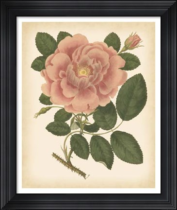 Framed Antique Rose I Print