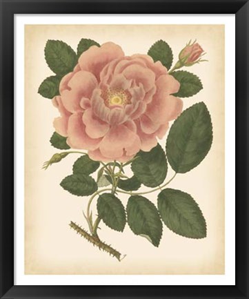 Framed Antique Rose I Print