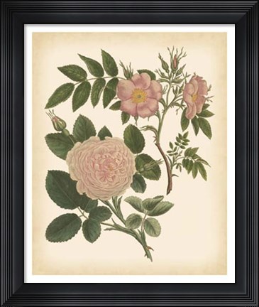Framed Antique Rose II Print