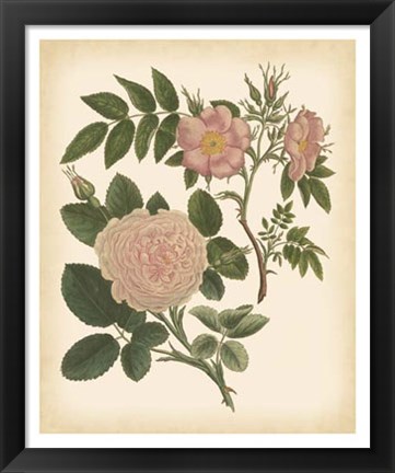 Framed Antique Rose II Print