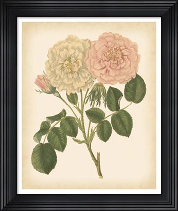 Framed Antique Rose III Print