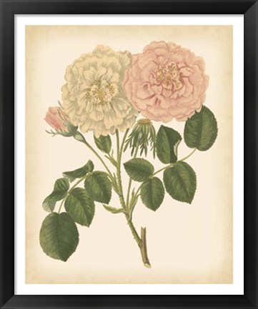 Framed Antique Rose III Print