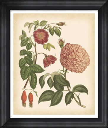 Framed Antique Rose IV Print