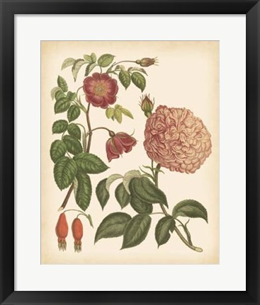 Framed Antique Rose IV Print