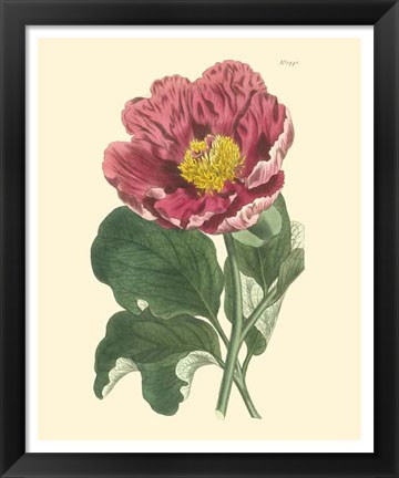 Framed Blushing Peony I Print