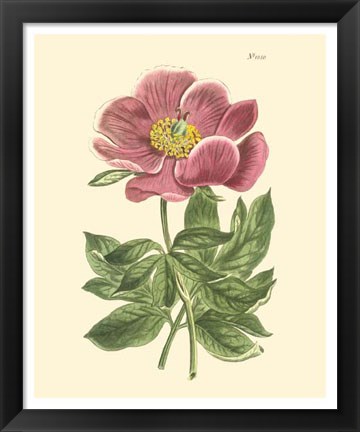 Framed Blushing Peony II Print