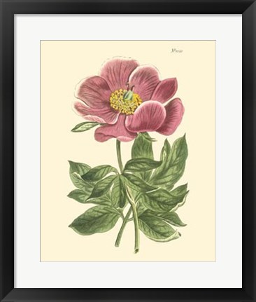 Framed Blushing Peony II Print