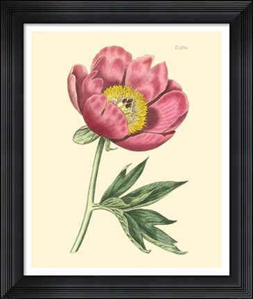 Framed Blushing Peony III Print