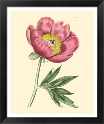 Framed Blushing Peony III Print