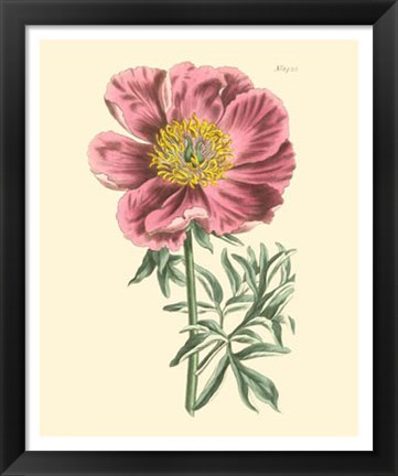 Framed Blushing Peony IV Print