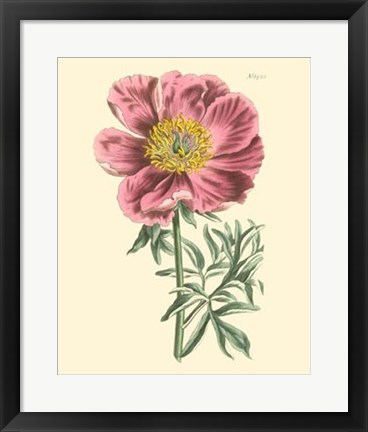 Framed Blushing Peony IV Print