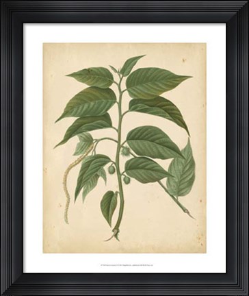 Framed Nature's Greenery II Print