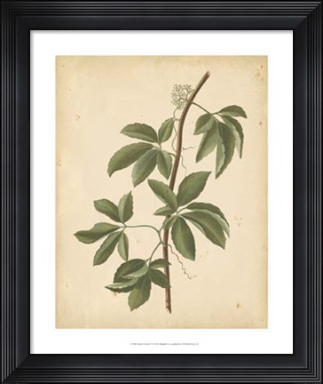 Framed Nature's Greenery IV Print