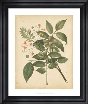 Framed Nature's Greenery VI Print