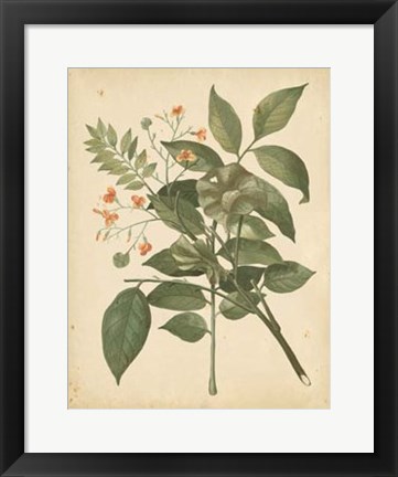Framed Nature&#39;s Greenery VI Print