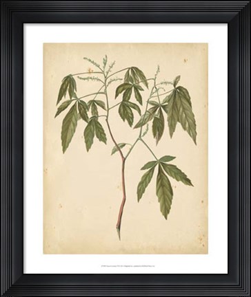 Framed Nature's Greenery VII Print