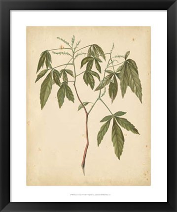 Framed Nature&#39;s Greenery VII Print