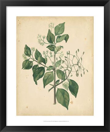 Framed Nature&#39;s Greenery VIII Print