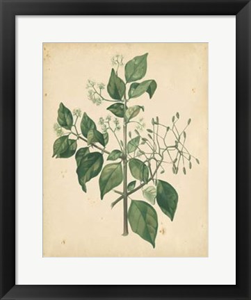 Framed Nature&#39;s Greenery VIII Print