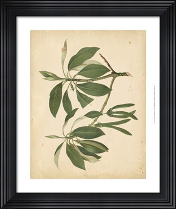 Framed Nature's Greenery IX Print
