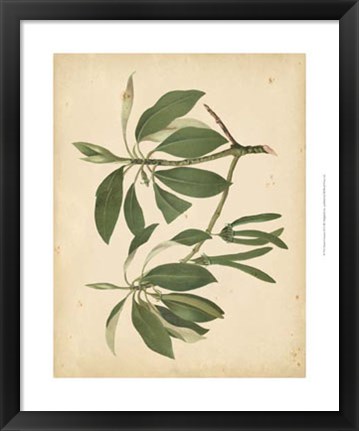 Framed Nature&#39;s Greenery IX Print