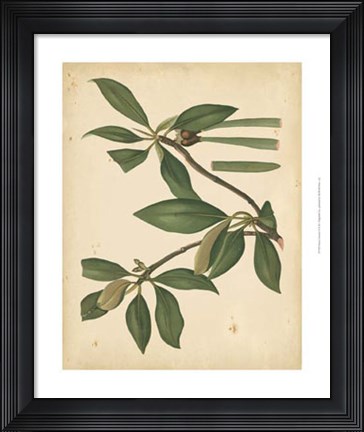 Framed Nature's Greenery X Print