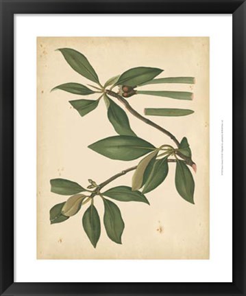 Framed Nature&#39;s Greenery X Print