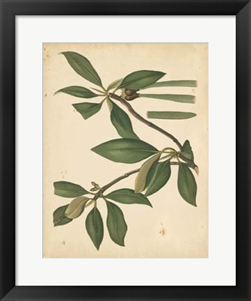 Framed Nature&#39;s Greenery X Print