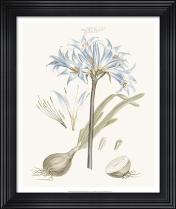 Framed Bashful Blue Florals II Print