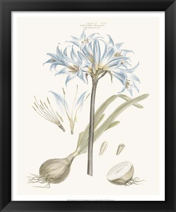 Framed Bashful Blue Florals II Print