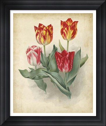 Framed Tulip Florilegium Print