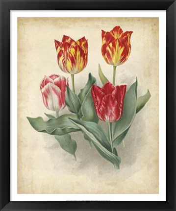 Framed Tulip Florilegium Print