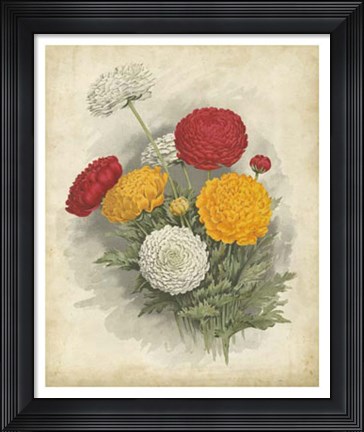 Framed Ranunculus Florilegium I Print