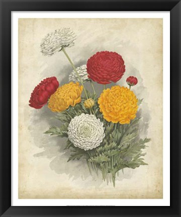 Framed Ranunculus Florilegium I Print