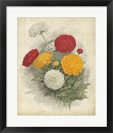 Framed Ranunculus Florilegium I Print