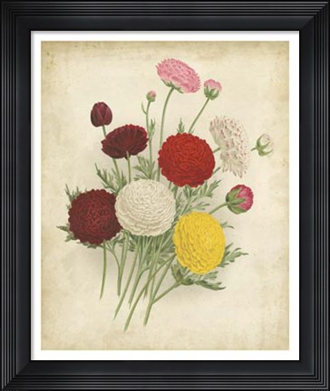 Framed Ranunculus Florilegium II Print
