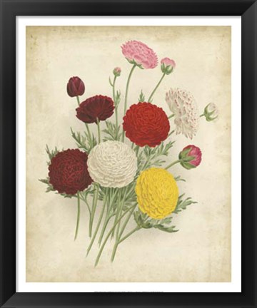 Framed Ranunculus Florilegium II Print