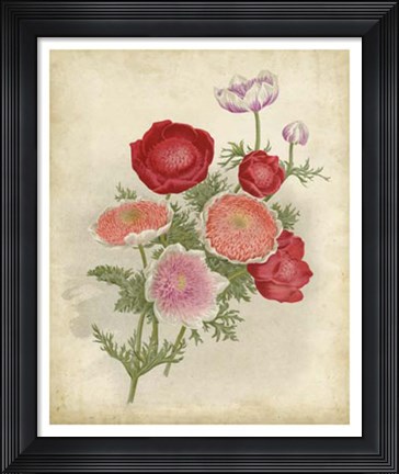 Framed Anemone Florilegium Print
