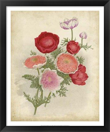 Framed Anemone Florilegium Print